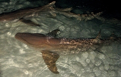 IMG_7364rc_Maldives_Madoogali_Requin nourisse fauve-Nebrius ferrugineus